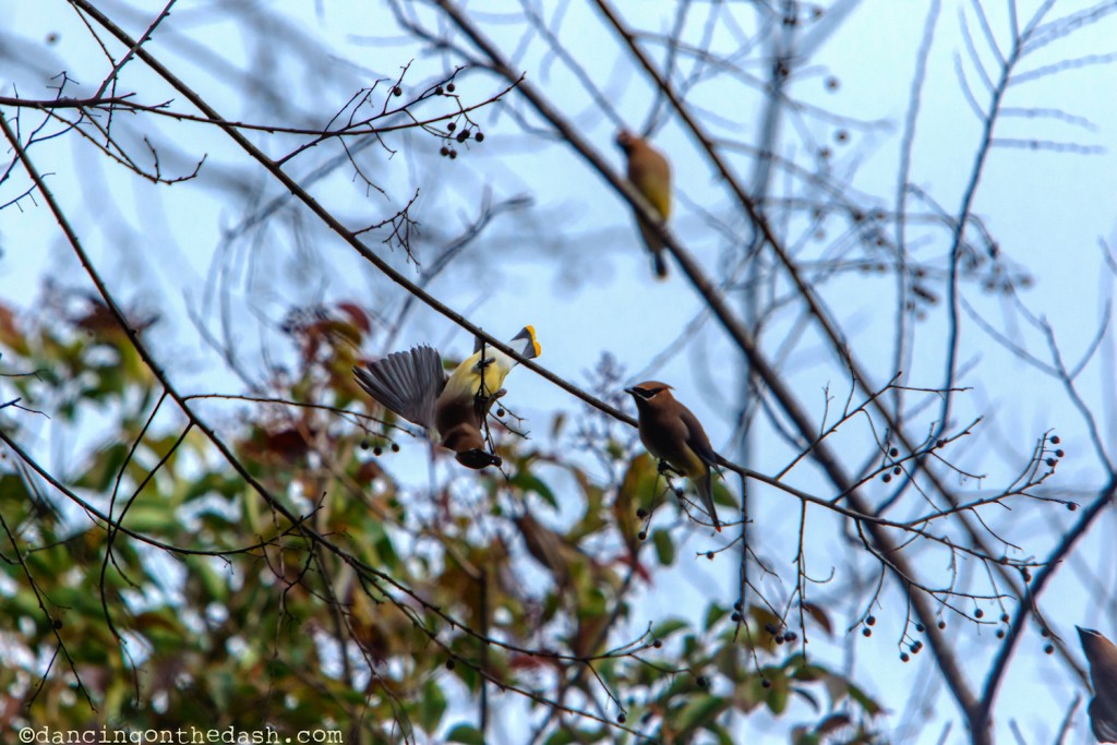 Waxwings Share a Meal